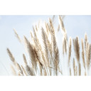 Pampas Grass Sky Beige Blue 3,75 x 2,50 m - Tapeta z włókniny natura styl boho
