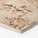 Hexagone - Bois 1X Studio - Reine marguerite abricot 