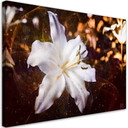 Tableau sur toile, Lys blanc sur fond marron