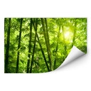 Muurprints Zonneschijn in een Bamboebos