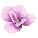Muursticker Bloeiende Magnolia