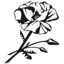 Sticker mural - Fleur de Coquelicot