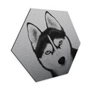Alu-Dibond mit Silbereffekt Sibirischer Husky - Hundeporträt - Korenkova - Hexagon