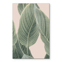 Wandbild Calathea Pflanze - Sisi & Seb - Alu-Dibond