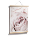 Plakat 1X Studio - Szlachetna róża