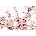 Fleurs de cerisier papier peint rose blanc - Papier peint intissé 3,75 m x 2,50 m motif fleurs délic