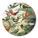 Glasschilderij Rond Haeckel - Kolibries
