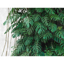 Livingwalls storbyhistorier THE WALL monstera tapet