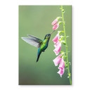 Tableau sur verre van Duijn - Colibri dans la magie des fleurs roses