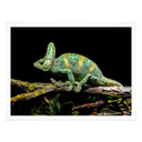 Plakat Brown - Kameleon