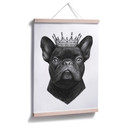 Plakat Korenkova - król buldogów francuskich
