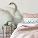 Fototapeta Majestic Swan