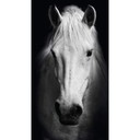Fototapeta Biały koń - 144x260 cm
