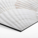 Hexagone - alu-Dibond 1X Studio - Coquillages