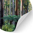 Naklejka na ścianę z lasem eukaliptusowym w Yarra Ranges - Colombo - Round