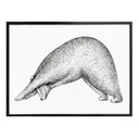 Plakat Kvilis - Yoga Bear 01