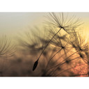 foto tapet designvægge i gul og sort non-woven tapet FlyingDandelion natur mælkebøtte