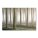 Tableau sur verre Carozzi - Forêt de conte de fées dans la brume matinale