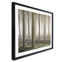 Plakat Carozzi - Bajkowy las w porannej mgle