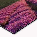 Stænkplade til køkken - Alu-Dibond - Lavendelblomst i Provence