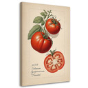 Leinwandbild Obst Weinlese Tomate