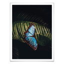 Plakat niebieski motyl