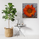Canvasbillede, orange solsikke
