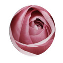 Wandcirkel Pink Rose