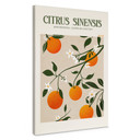 Obraz na płótnie Boho Drzewo pomarańczowe - Citrus Sinensis - Tunaboylu