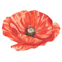 Muursticker Rode Bloem
