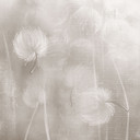 Bloemen behang Fotobehang paardenbloemen droom in beige - Ms Tiff
