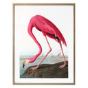 Plakat Pink Flamingo