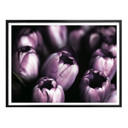Plakat Tulipany