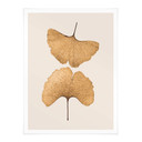 Plakat Lenka - Ginkgo