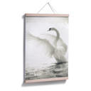 Poster - Cygne majestueux