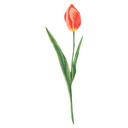 Muursticker Rode Tulp