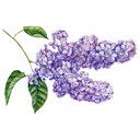 Sticker mural - Rameau de lilas vintage XXL