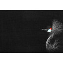 Livingwalls papier peint photo ARTist Crowned Crane Black