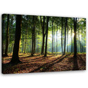 Canvasbillede, Skov ved solopgang