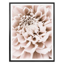 Plakat 1X Studio - Chryzantema