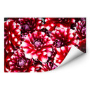 Wallprint Rote Blütenpracht