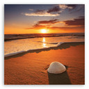 Leinwandbild Muscheln Natur