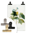 Poster Ehret - Rubus