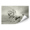 Wallprint W - Pferde im Galopp