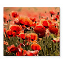 Poppy Field dækplade til kogeplader