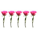 Sticker mural - Bordure Roses