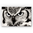 Tableau Forex - Fier hibou