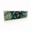 Houten Bordje Agave 02