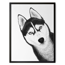 Plakat Siberian husky - portret psa - Korenkova