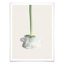Plakat Ranunculus 02